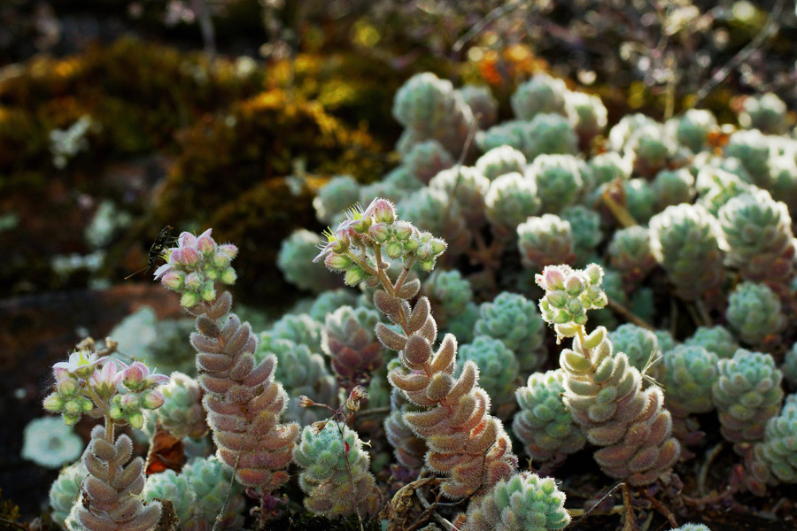 Sedum dasyphyllum subsp. glanduliferum / Borracina glandulifera